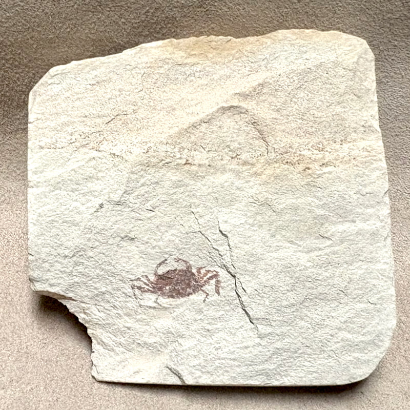 Fossil Pea Crab (Miocene, California)