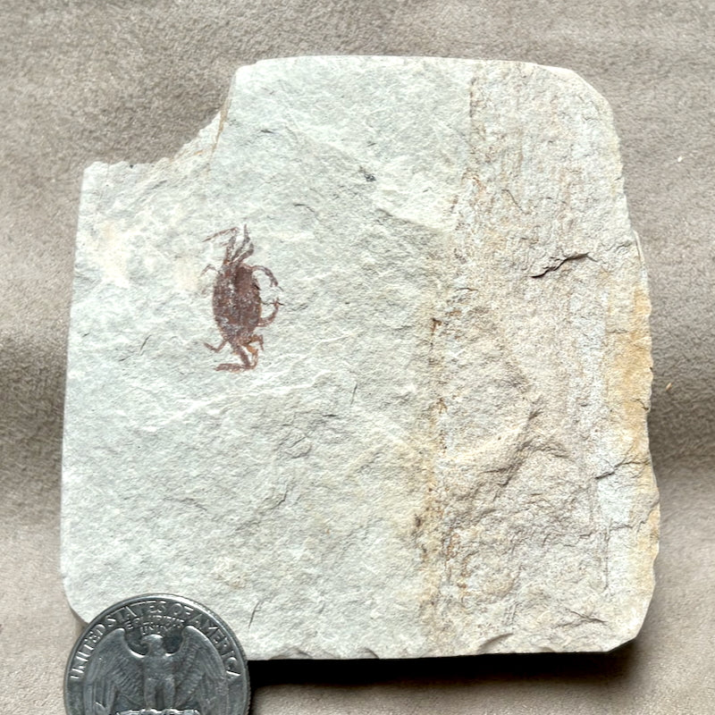 Fossil Pea Crab (Miocene, California)