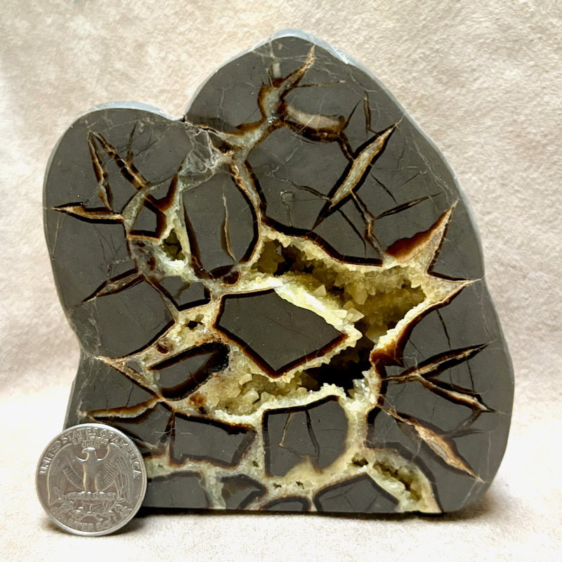 Septarian Nodule Standup (Utah)