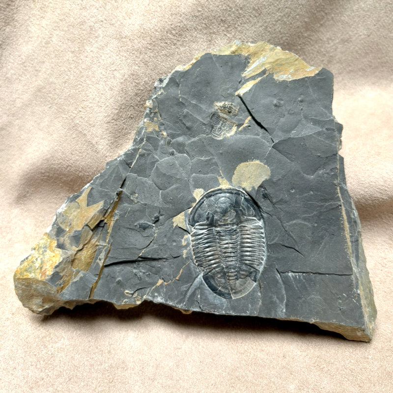 Fossil Trilobite Elrathia (Cambrian, Utah)