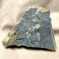 Fossil Trilobite Elrathia (Cambrian, Utah)