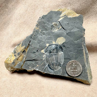 Fossil Trilobite Elrathia (Cambrian, Utah)