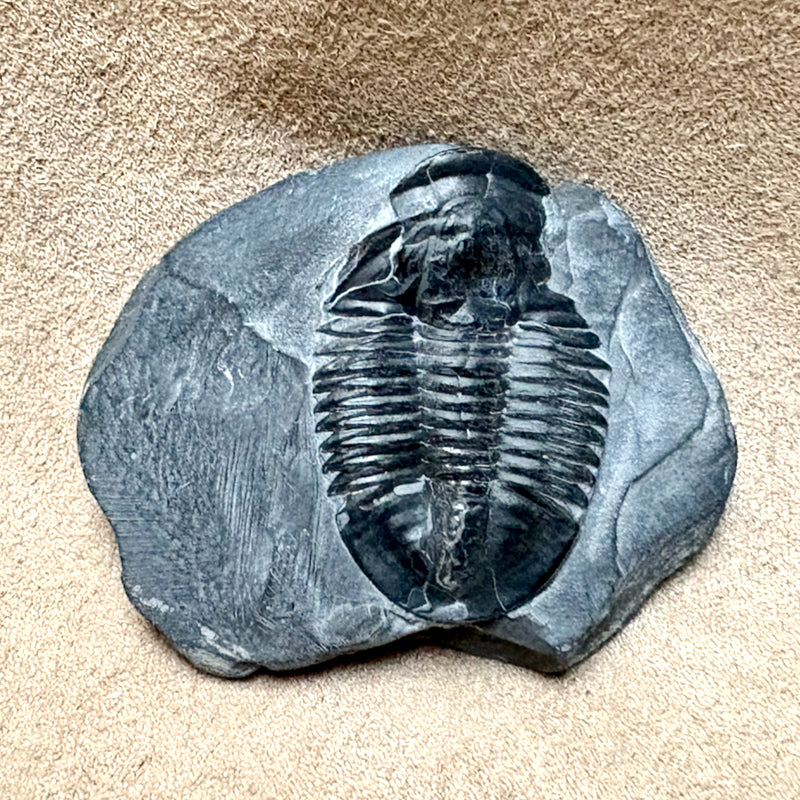 Fossil Trilobite Elrathia (Cambrian, Utah)