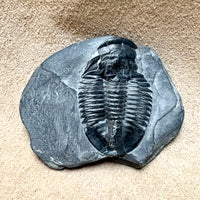 Fossil Trilobite Elrathia (Cambrian, Utah)