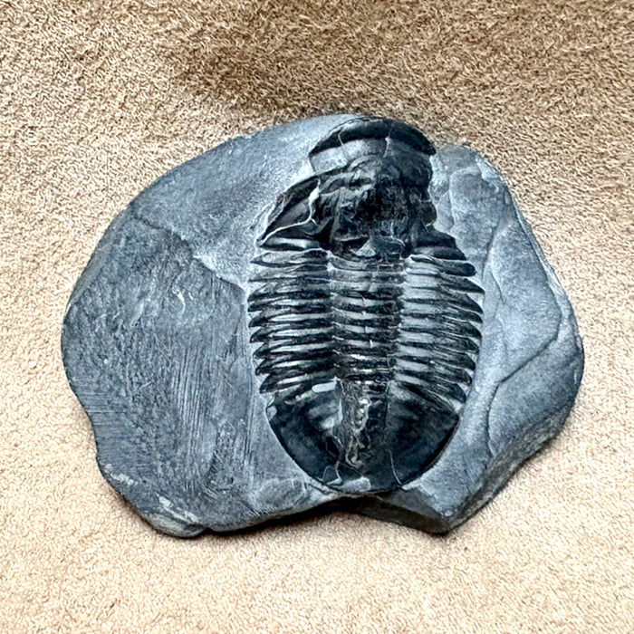 Fossil Trilobite Elrathia (Cambrian, Utah)