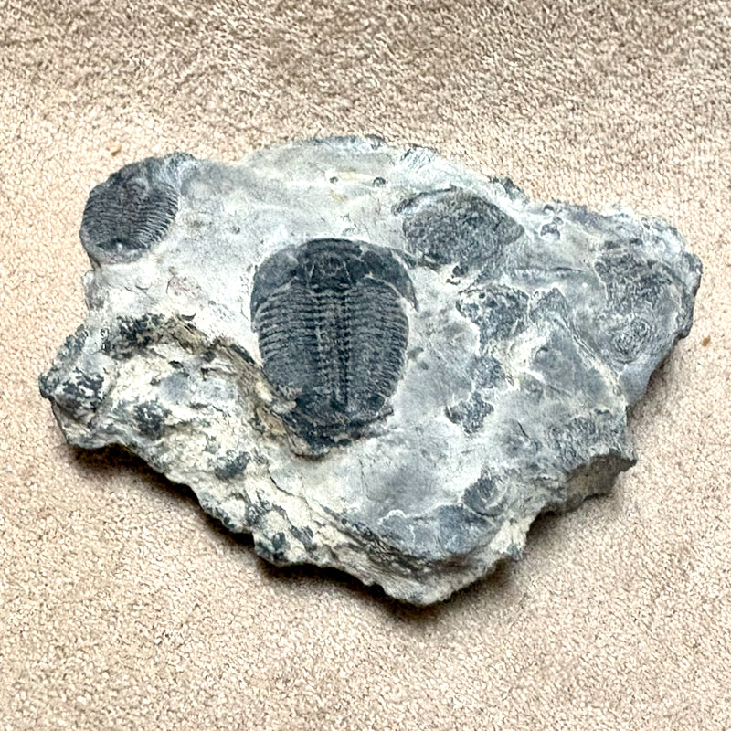 Fossil Trilobite Elrathia (Cambrian, Utah)