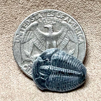Fossil Trilobite Elrathia (Cambrian, Utah)