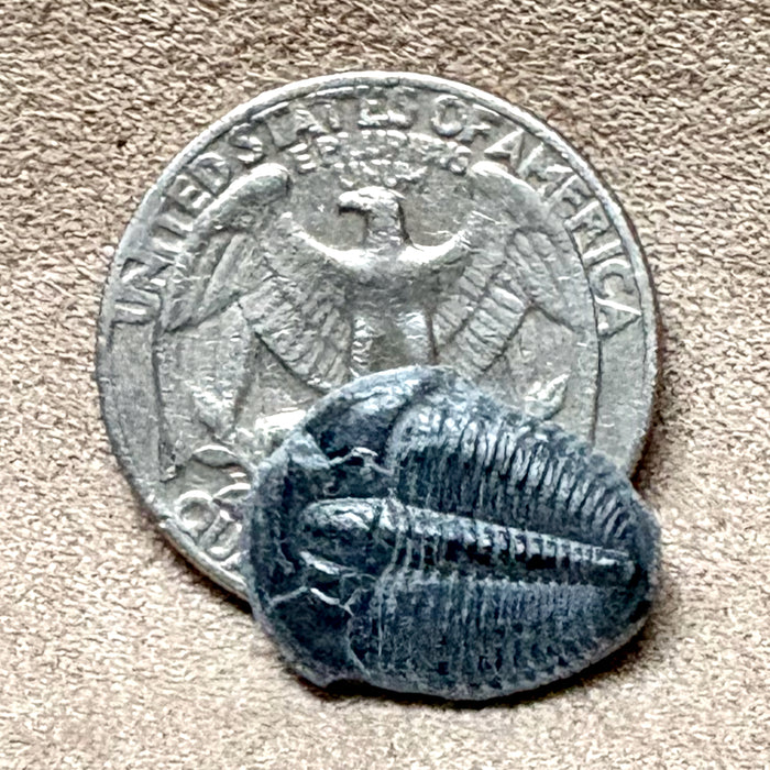 Fossil Trilobite Elrathia (Cambrian, Utah)