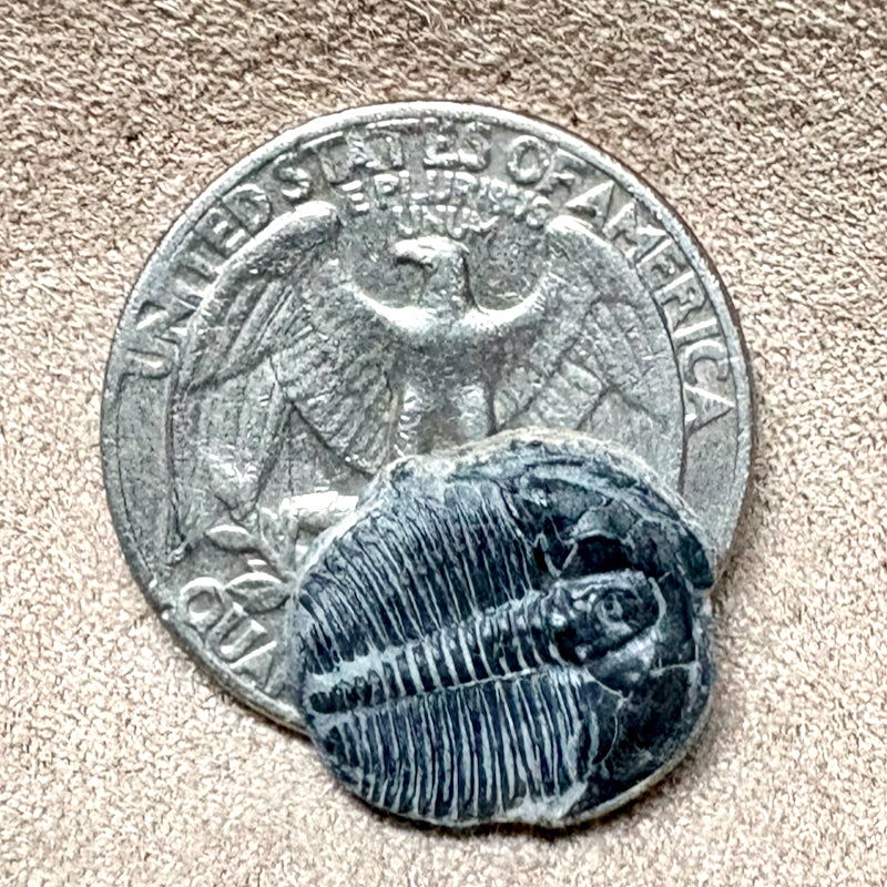 Fossil Trilobite Elrathia (Cambrian, Utah)