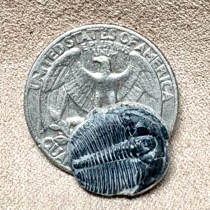 Fossil Trilobite Elrathia (Cambrian, Utah)
