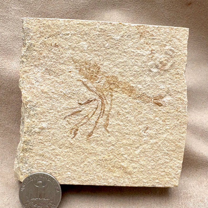 Fossil Shrimp (Jurassic, Bavaria)