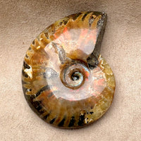 Ammonite, "Red" (Cretaceous, Madagascar)