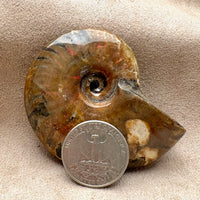 Ammonite, "Red" (Cretaceous, Madagascar)
