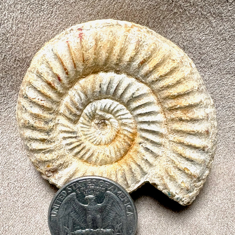 Ammonite, White (Jurassic, Madagascar)