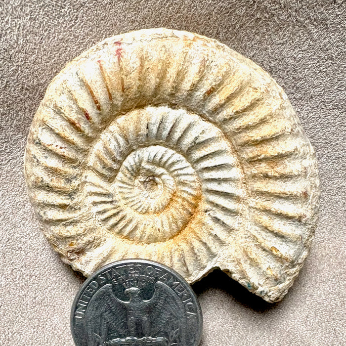 Ammonite, White (Jurassic, Madagascar)