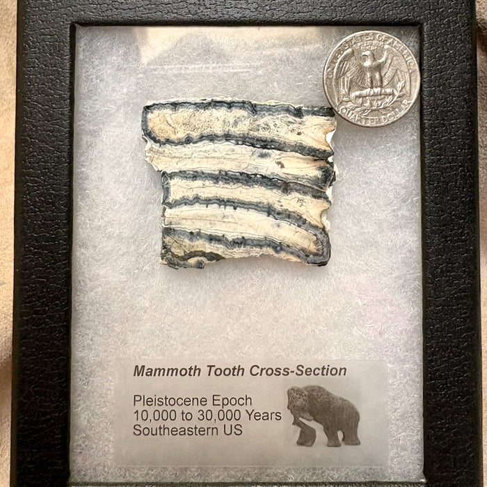 Mammoth Tooth (Pleistocene, South Carolina)