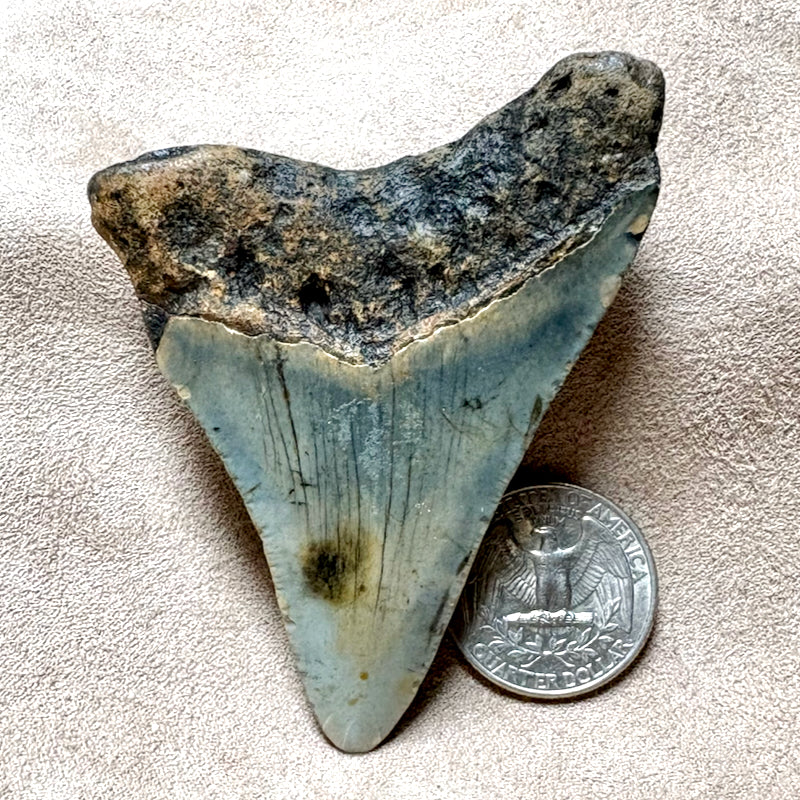 Megalodon Shark Tooth (Miocene, South Carolina)