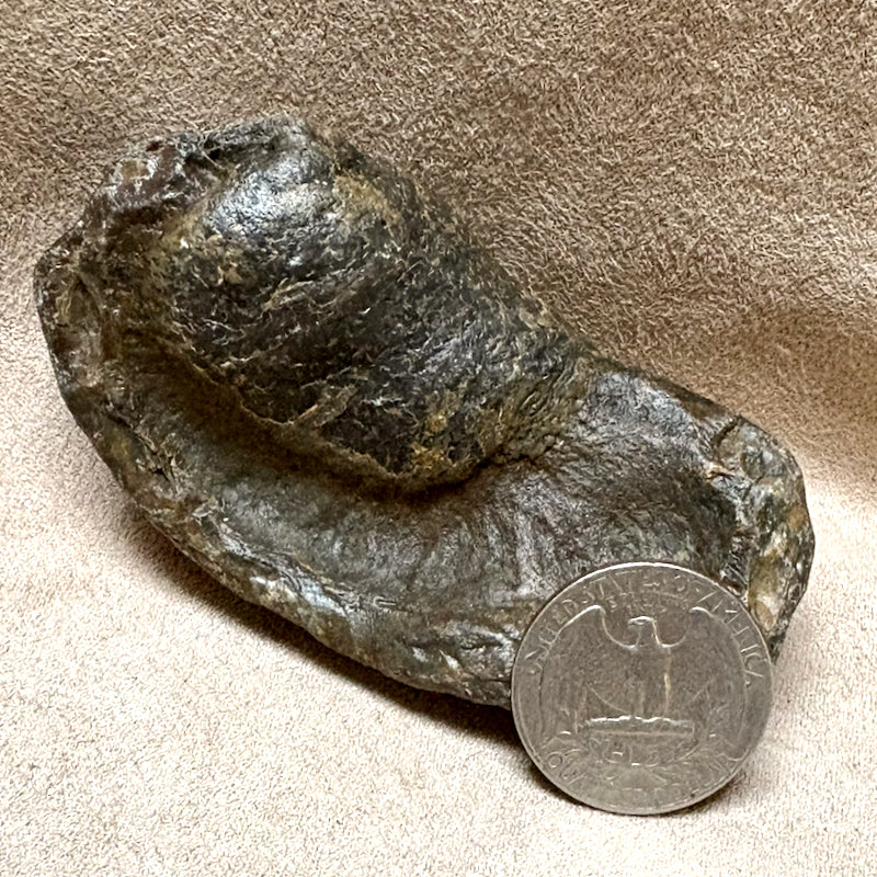 Fossil Whale Middle Earbone (Miocene)