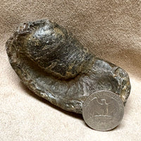 Fossil Whale Middle Earbone (Miocene)