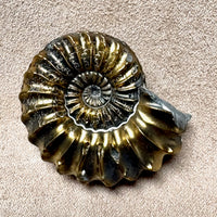Ammonite (Pleuroceras) pyritized (Jurassic, Germany)