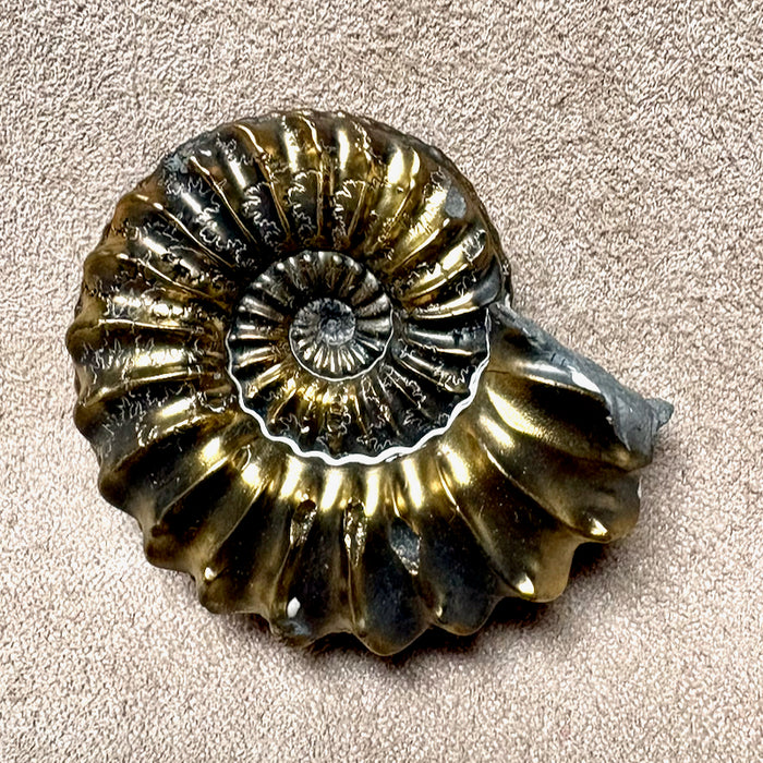 Ammonite (Pleuroceras) pyritized (Jurassic, Germany)