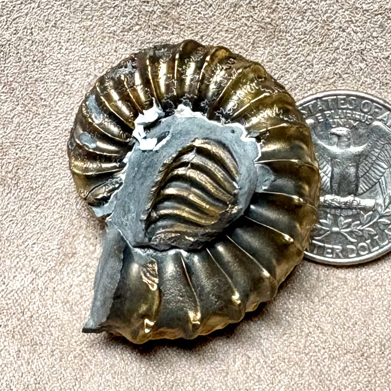 Ammonite (Pleuroceras) pyritized (Jurassic, Germany)