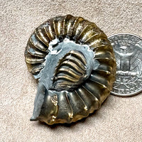 Ammonite (Pleuroceras) pyritized (Jurassic, Germany)