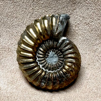 Ammonite, Pleuroceras, pyritized (Jurassic, Germany)