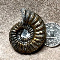 Ammonite, Pleuroceras, pyritized (Jurassic, Germany)
