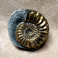 Ammonite, Pleuroceras (Jurassic, Germany)