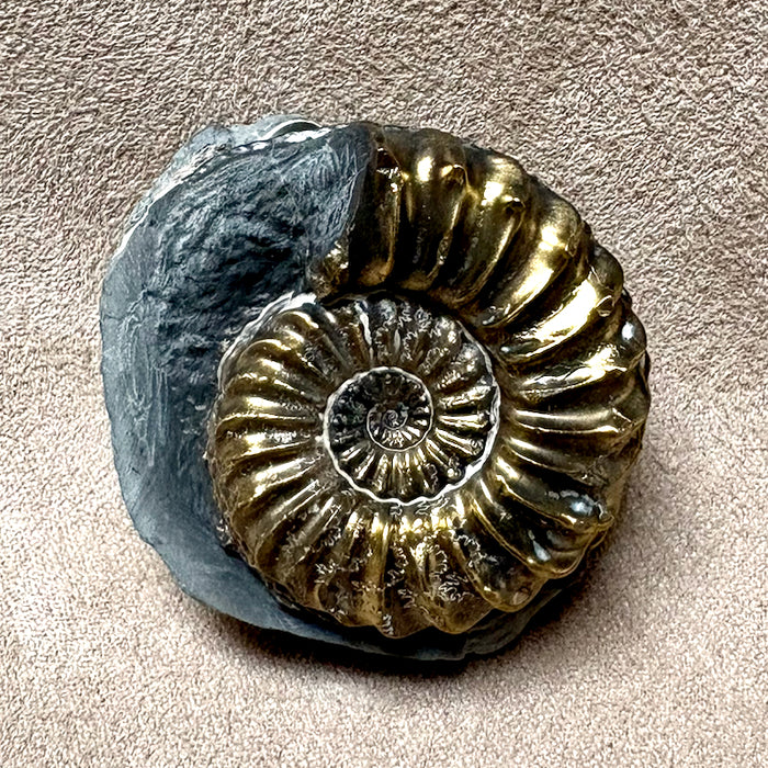 Ammonite, Pleuroceras (Jurassic, Germany)