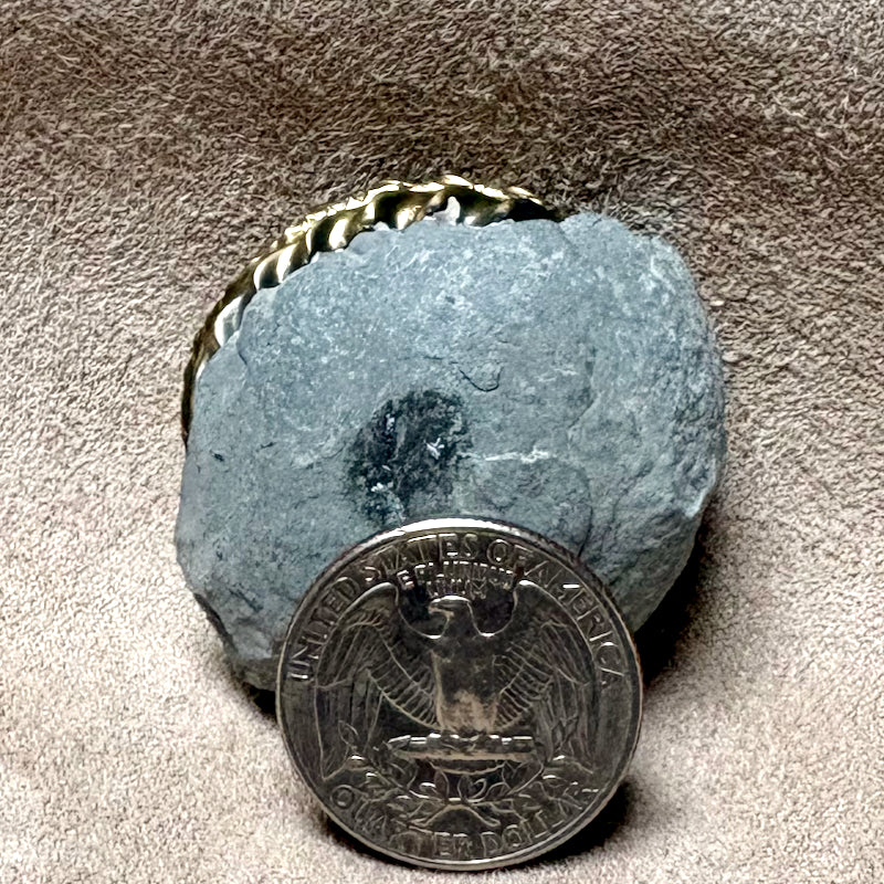 Ammonite, Pleuroceras (Jurassic, Germany)