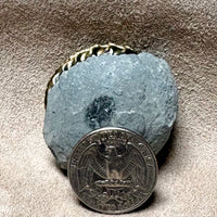 Ammonite, Pleuroceras (Jurassic, Germany)