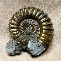 261383 Ammonite, Pleuroceras, Pyritized (Jurassic, Germany)