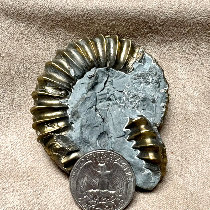 261383 Ammonite, Pleuroceras, Pyritized (Jurassic, Germany)