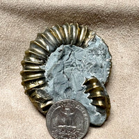 261383 Ammonite, Pleuroceras, Pyritized (Jurassic, Germany)