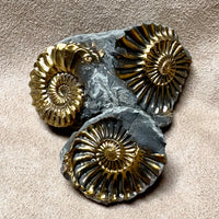 Ammonite, Pleuroceras, Mold-Cast Pair (Jurassic, Germany)