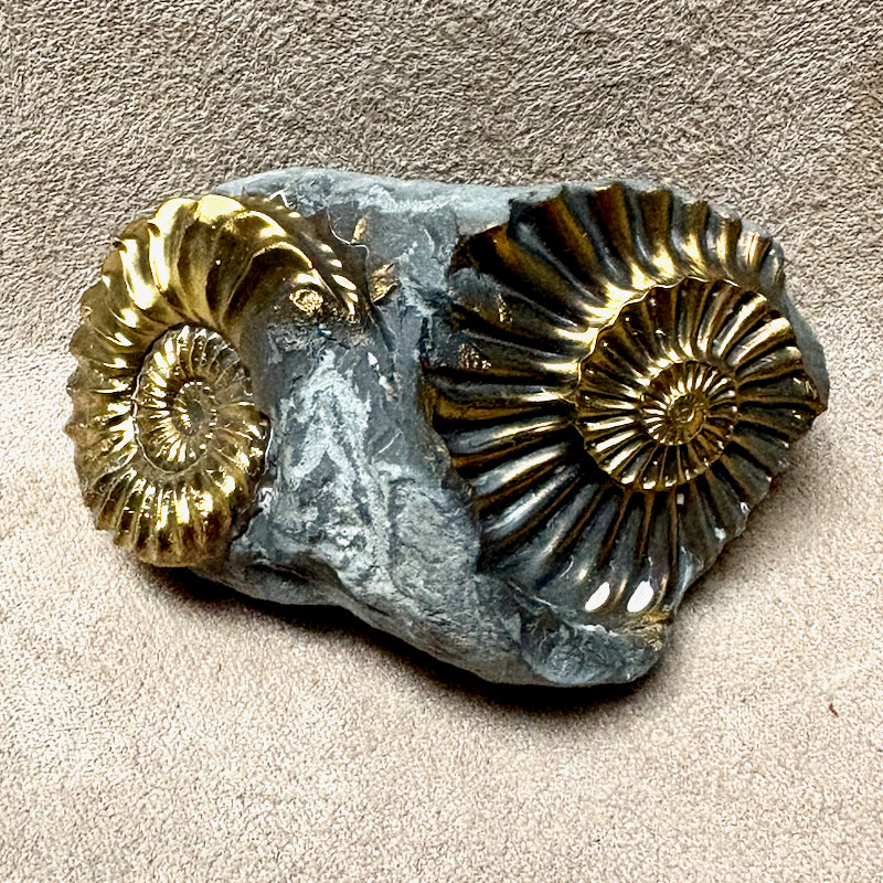 Ammonite, Pleuroceras, Mold-Cast Pair (Jurassic, Germany)