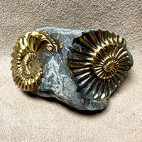 Ammonite, Pleuroceras, Mold-Cast Pair (Jurassic, Germany)
