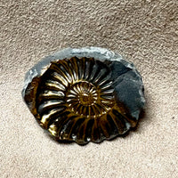 Ammonite, Pleuroceras, Mold-Cast Pair (Jurassic, Germany)