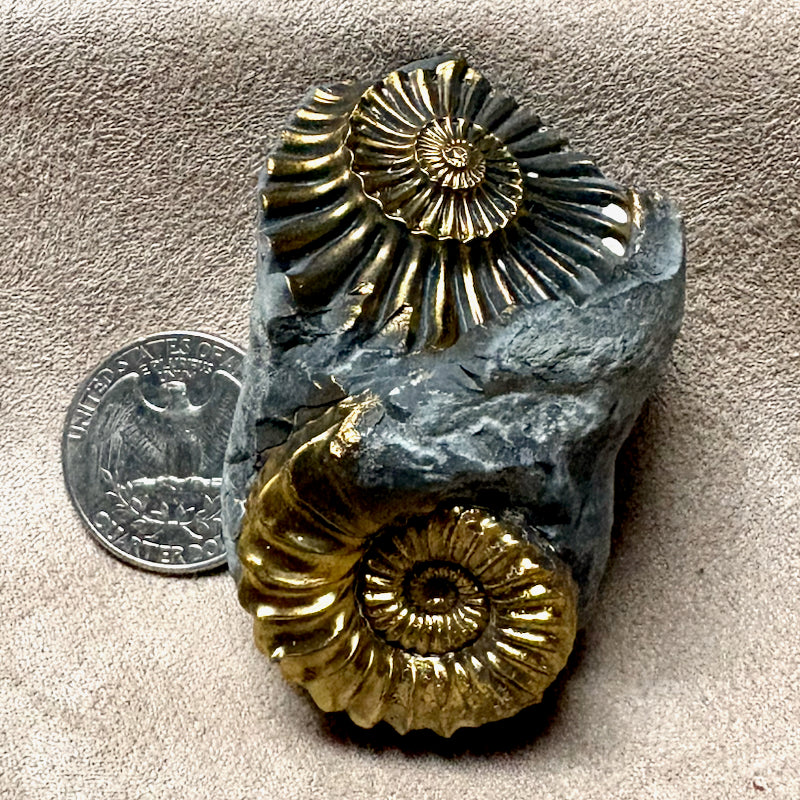 Ammonite, Pleuroceras, Mold-Cast Pair (Jurassic, Germany)