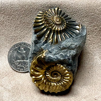 Ammonite, Pleuroceras, Mold-Cast Pair (Jurassic, Germany)