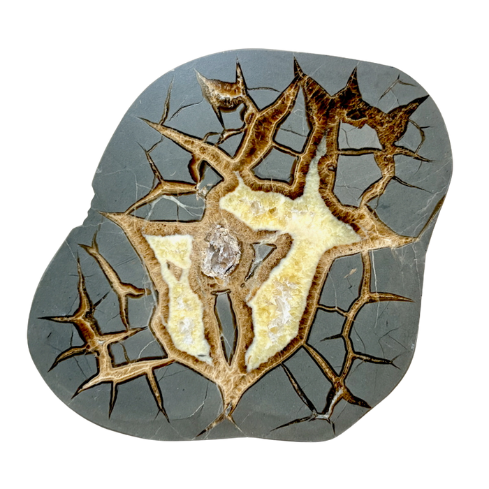 Septarian Nodule Polished Face (Utah)