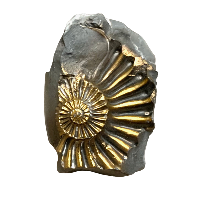 Ammonite, Pyritized (Jurassic, Germany)