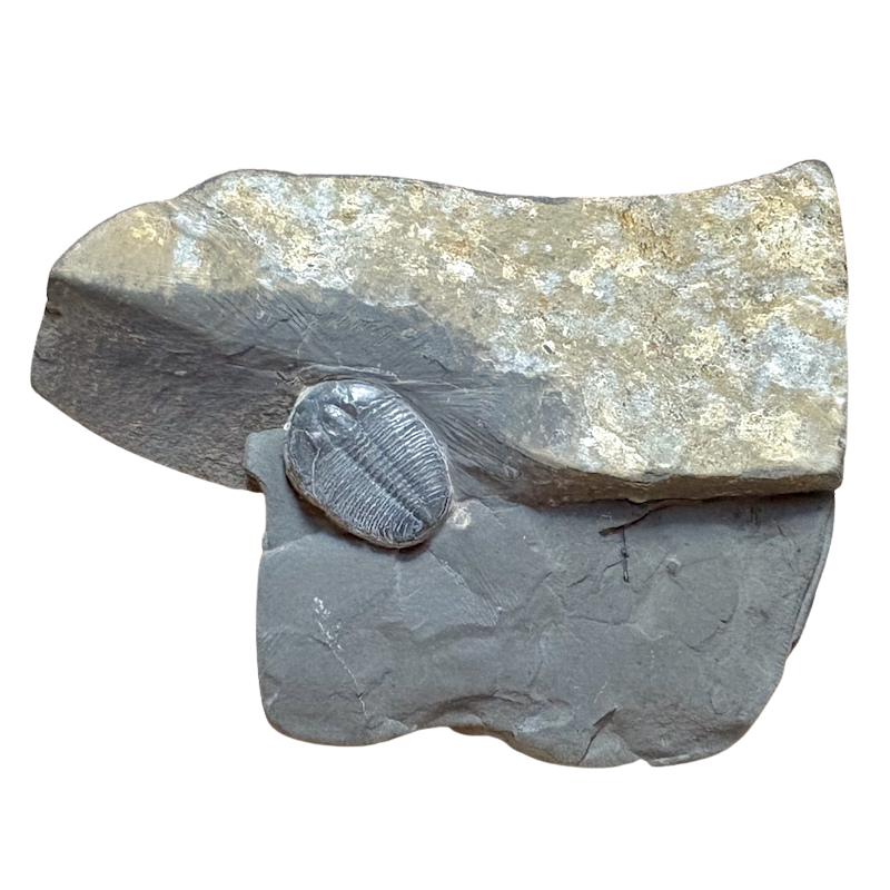 Fossil Trilobite Elrathia (Cambrian, Utah)