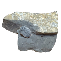 Fossil Trilobite Elrathia (Cambrian, Utah)