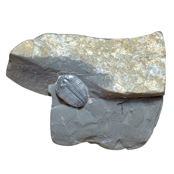 Fossil Trilobite Elrathia (Cambrian, Utah)