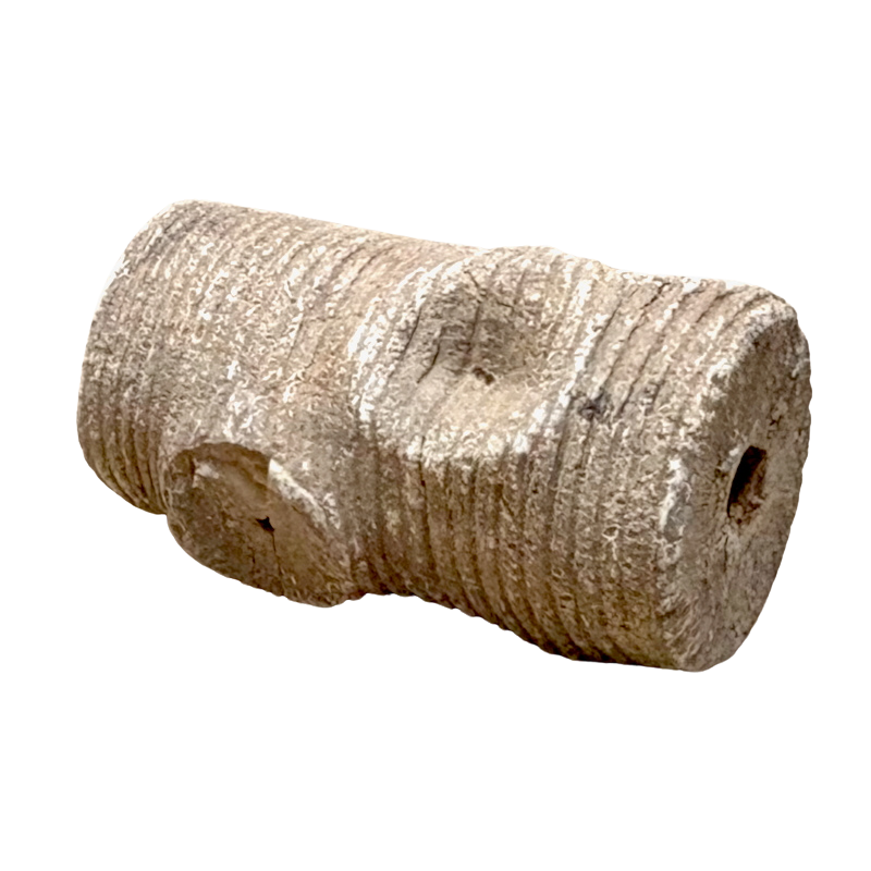 Fossil Crinoid Stem (Silurian, Morocco)