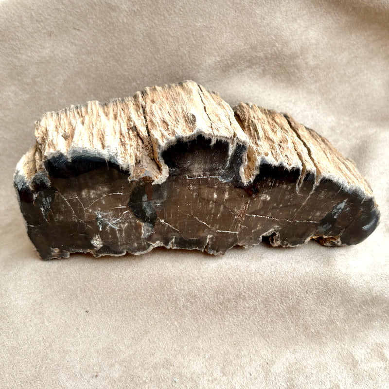 Petrified Wood (Sandoval Co., New Mexico)