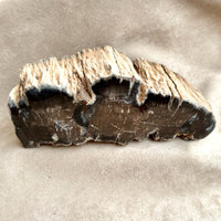 Petrified Wood (Sandoval Co., New Mexico)